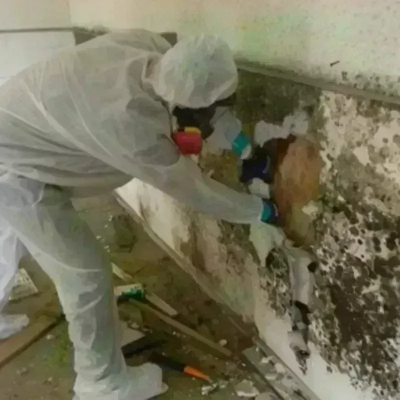 Mold Remediation and Removal in Yuba County, CA